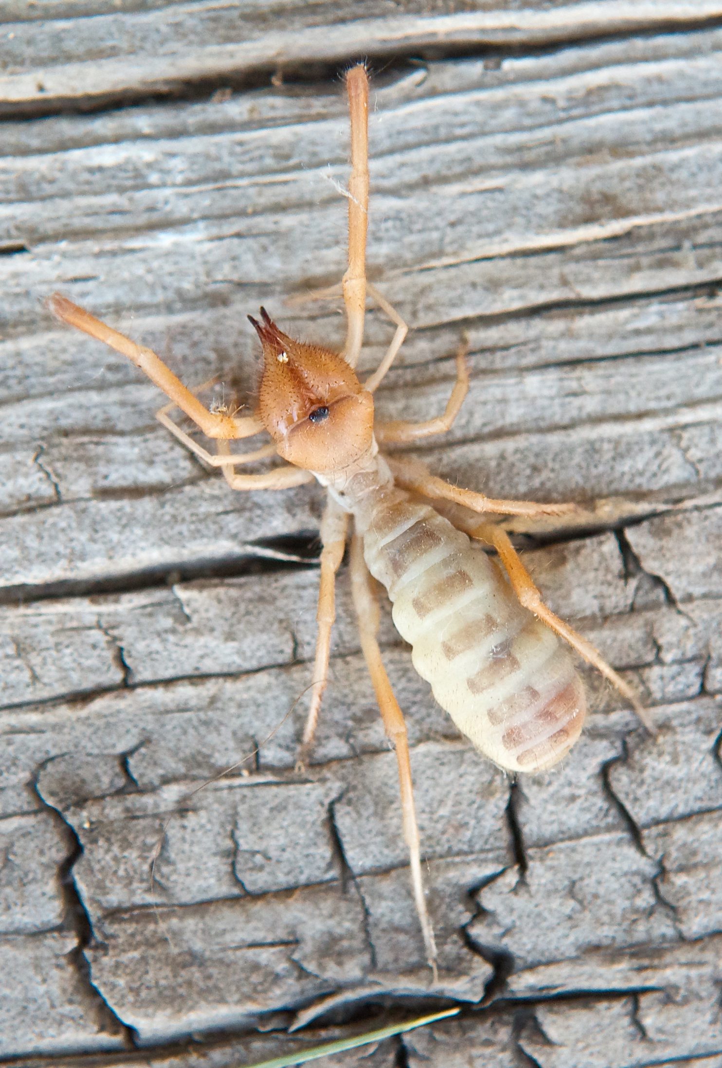 Wind Scorpion (Solifugae) Plants and Animals of Northeast Colorado