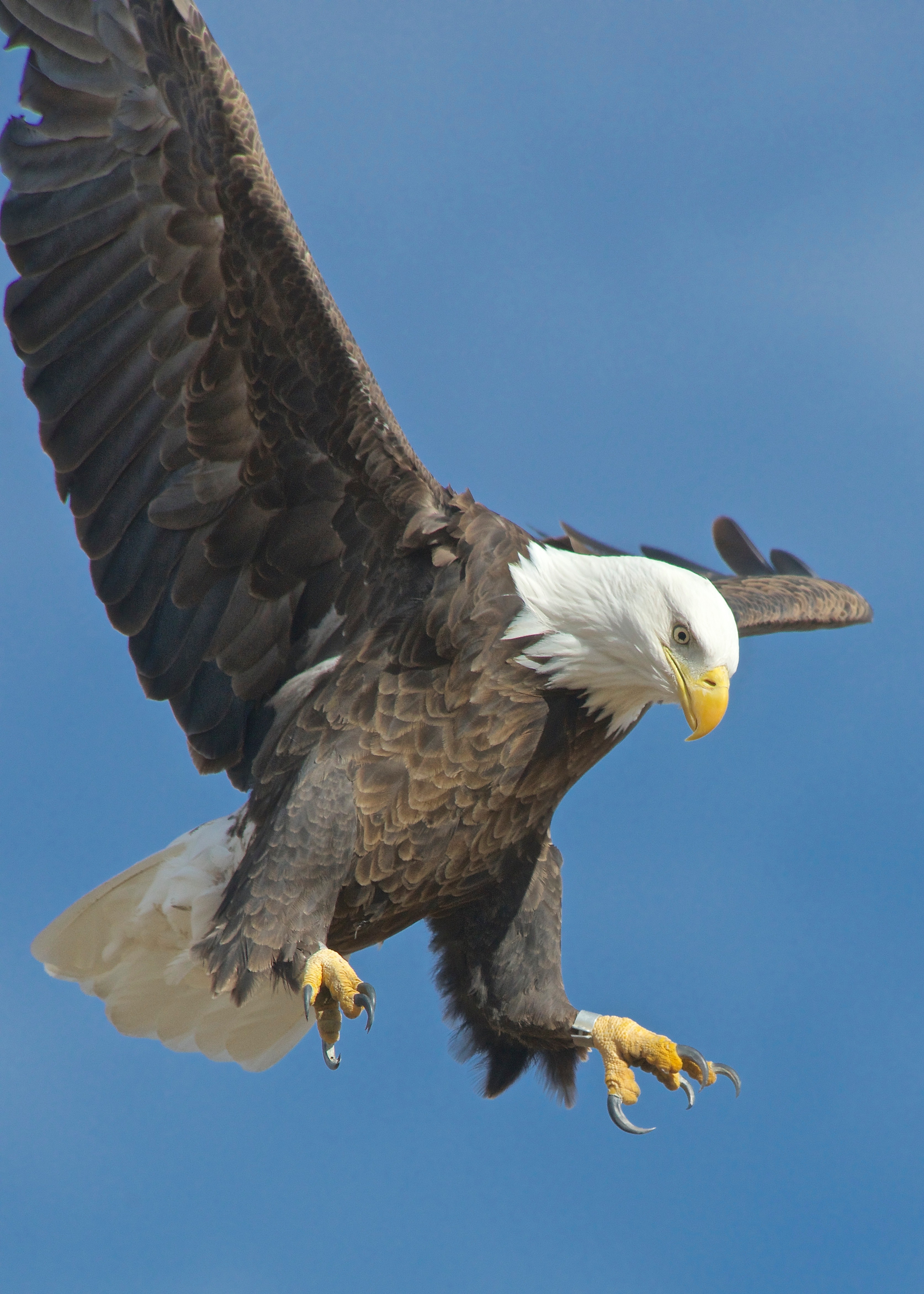 Bald Eagle