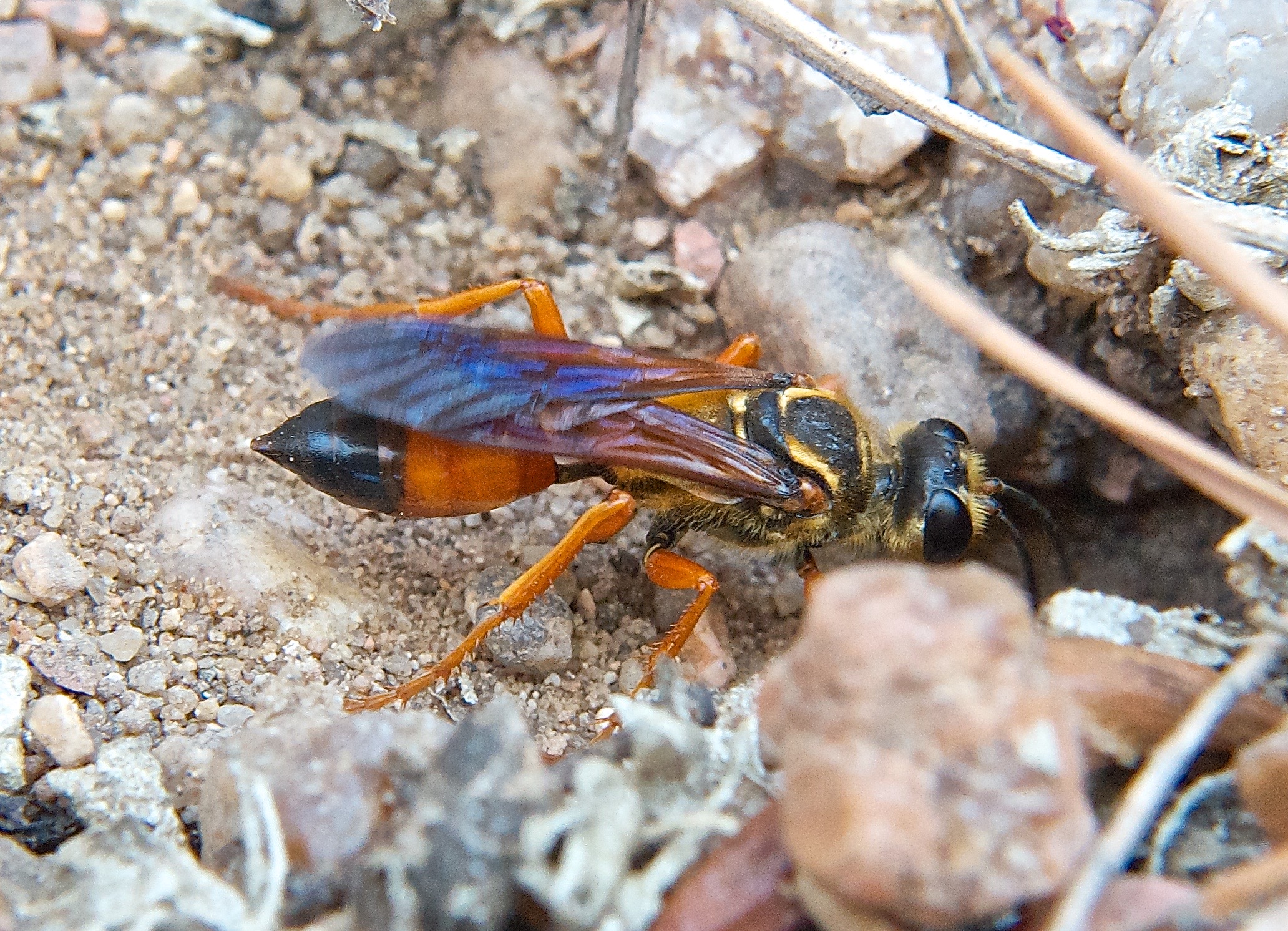 Great Golden Digger Wasp