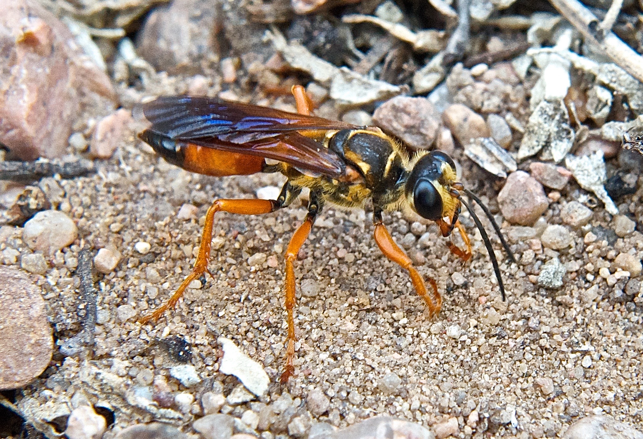 Great Golden Digger Wasp