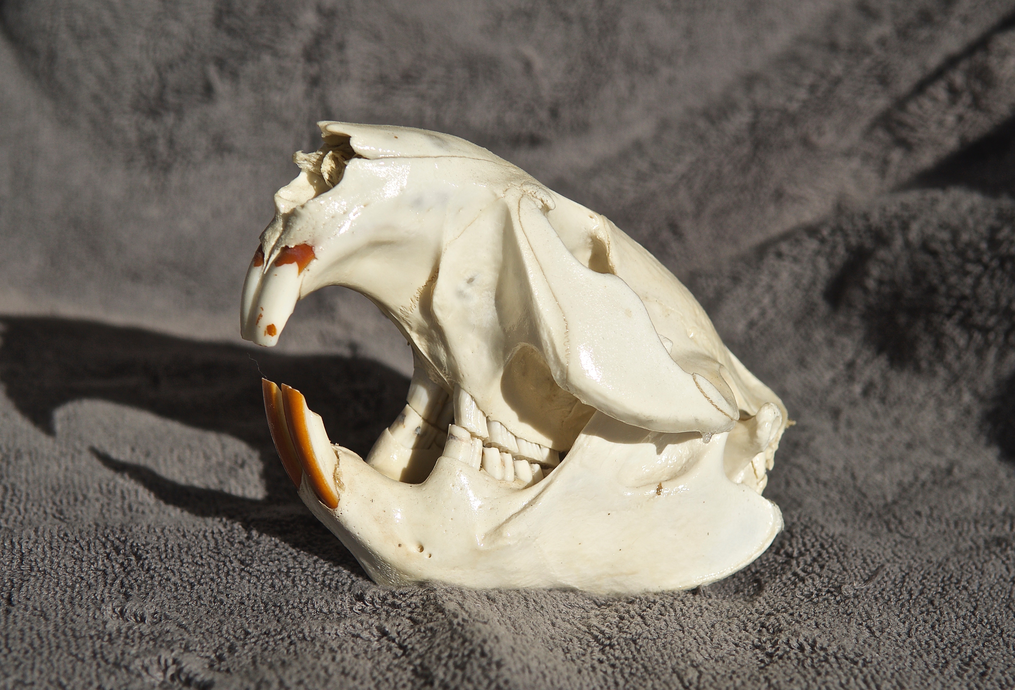 Beaver Skull