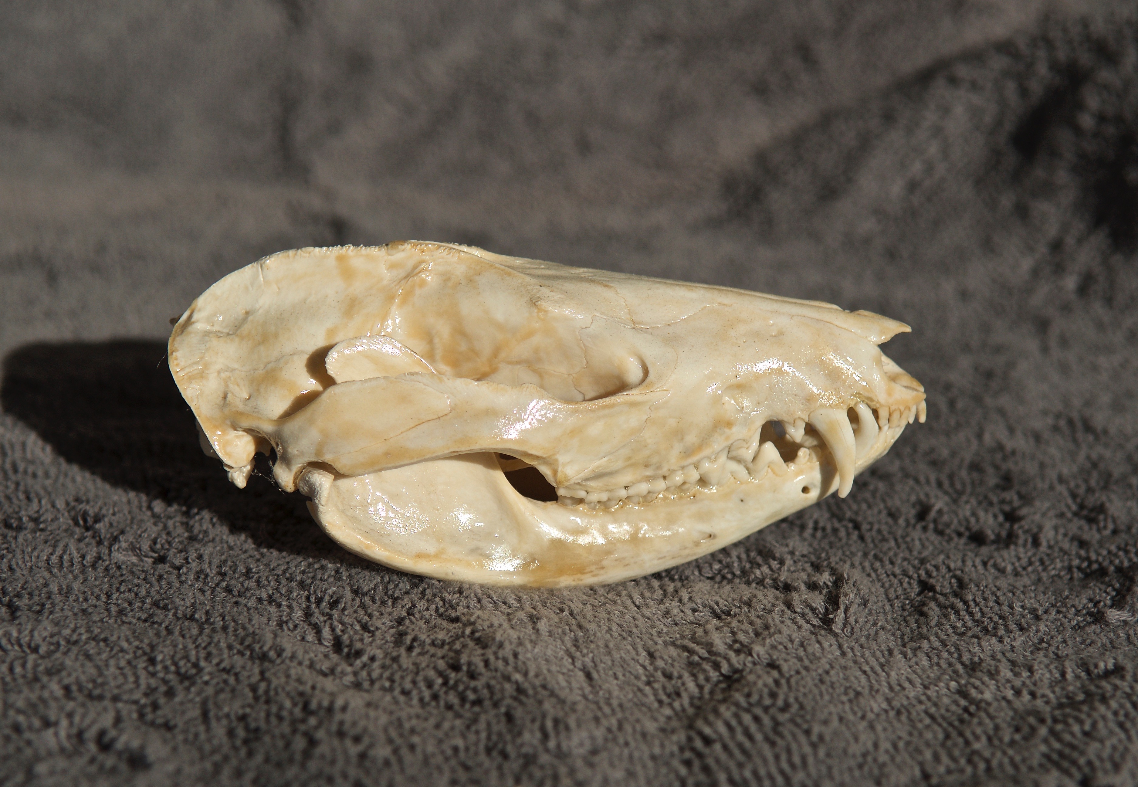 Opossum Skull