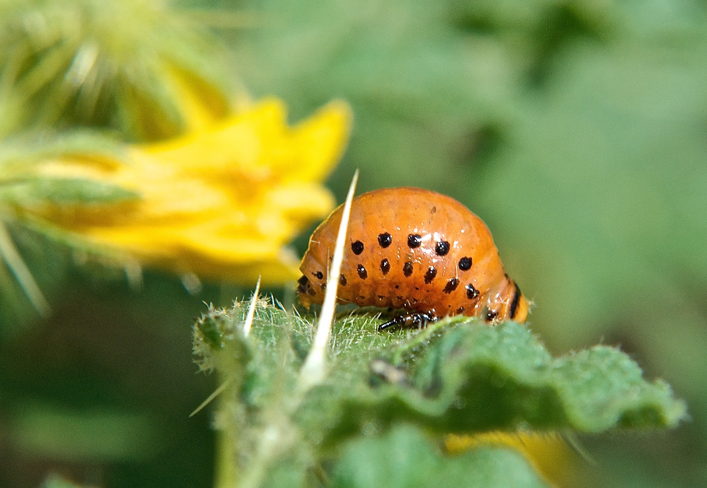 Colorado Potato Beetle, larval form