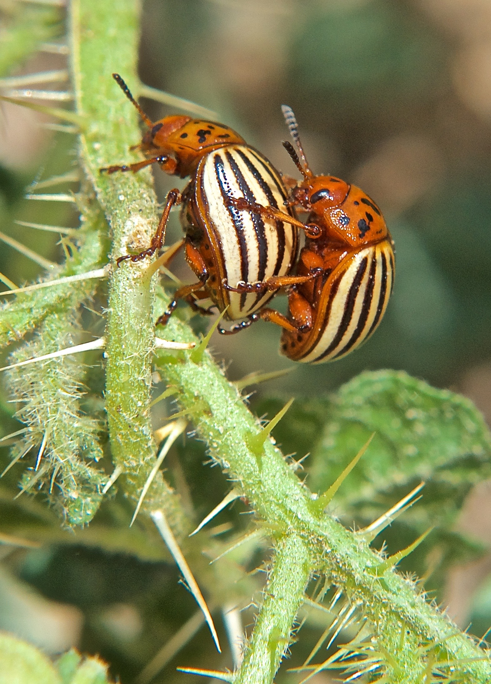 Colorado Potato Beetle on Buffalo-bur