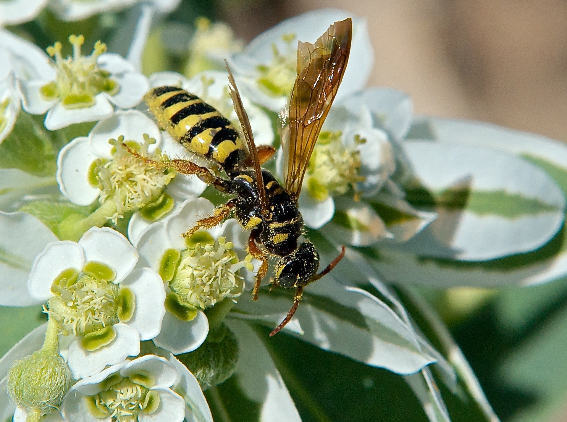 Eusapyga verticalis (Stelis?) Wasp on Snow on the Mountain