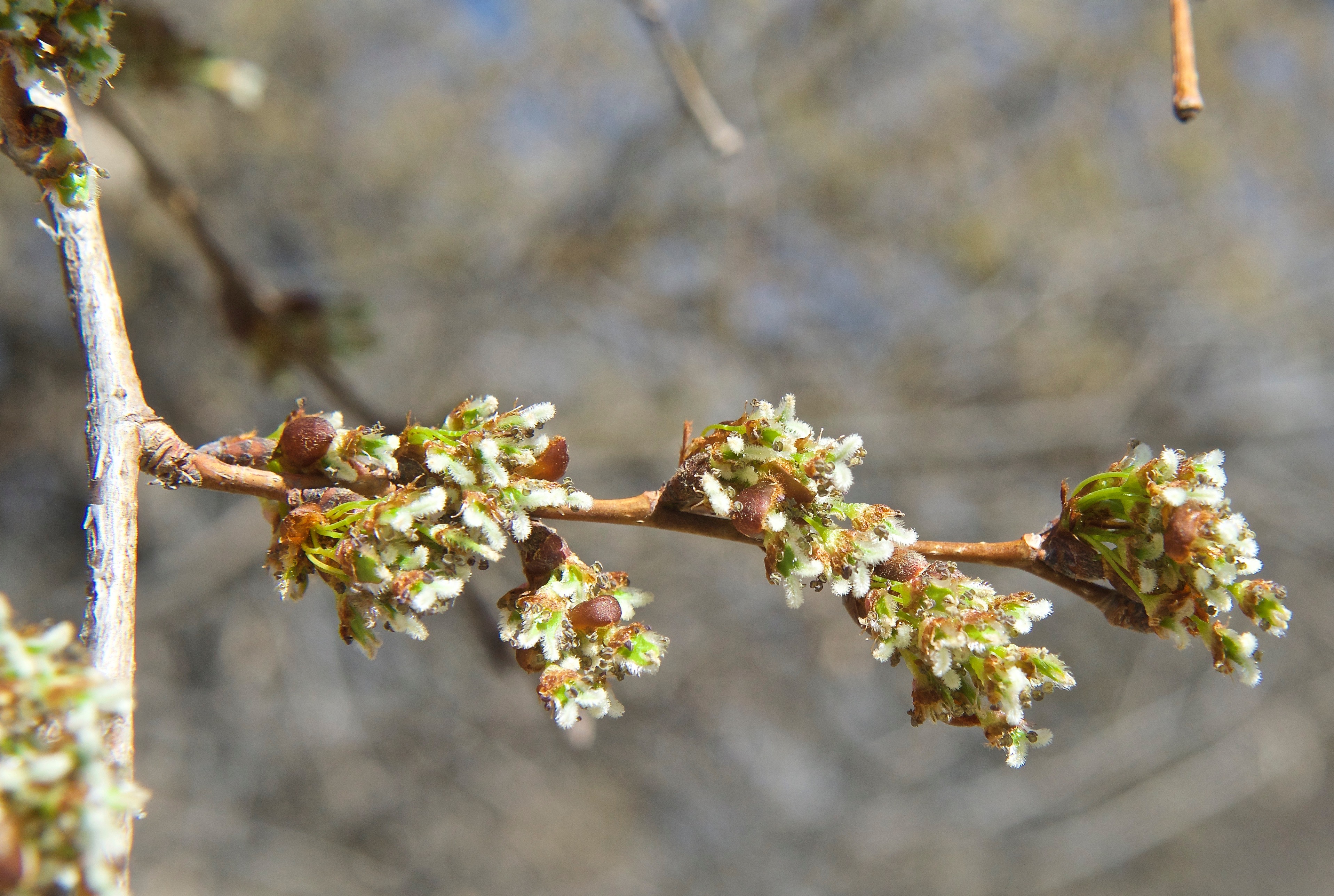 Black? Elm Tree Catkins