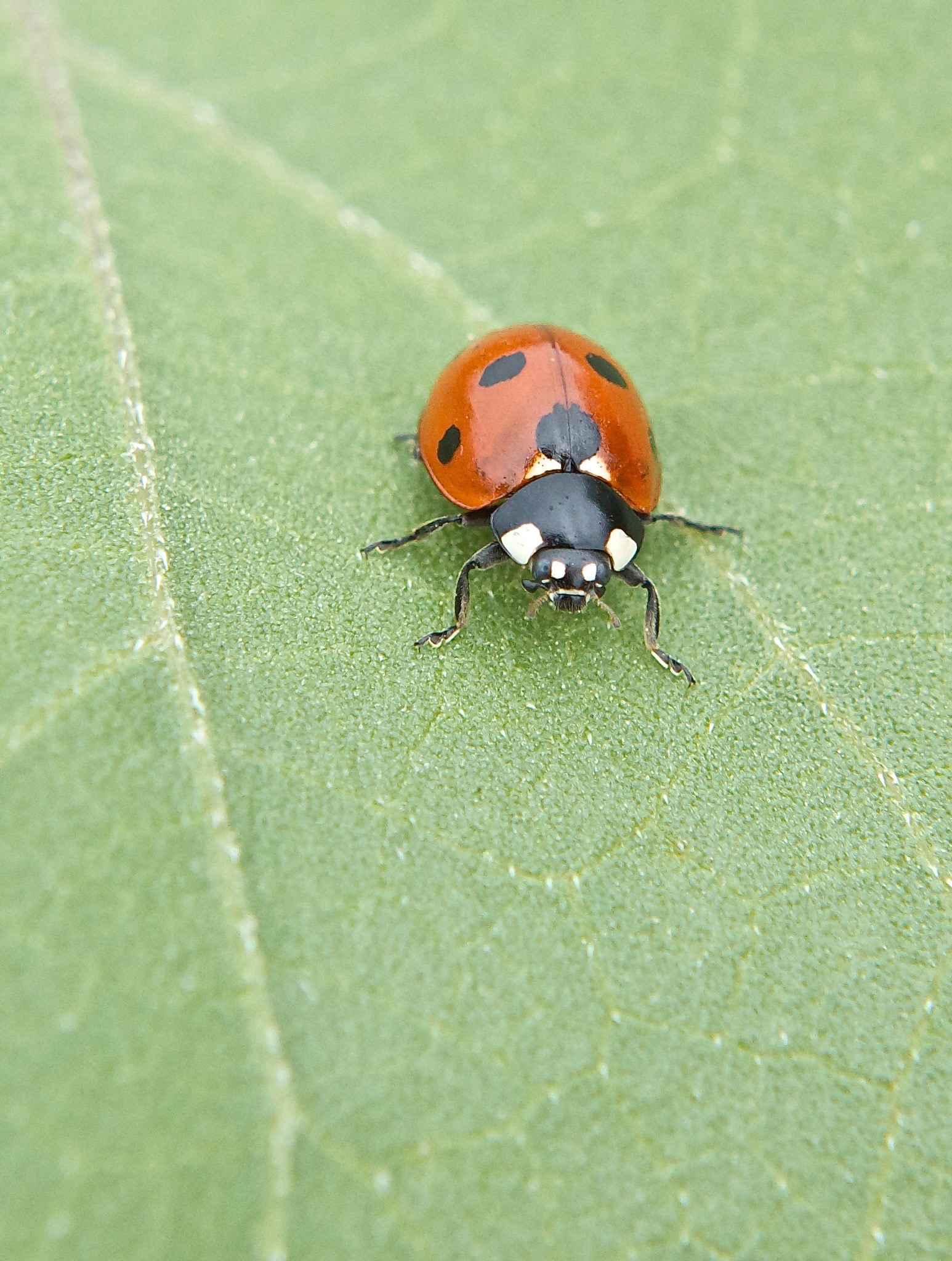 Seven-Spotted Lady Beetle