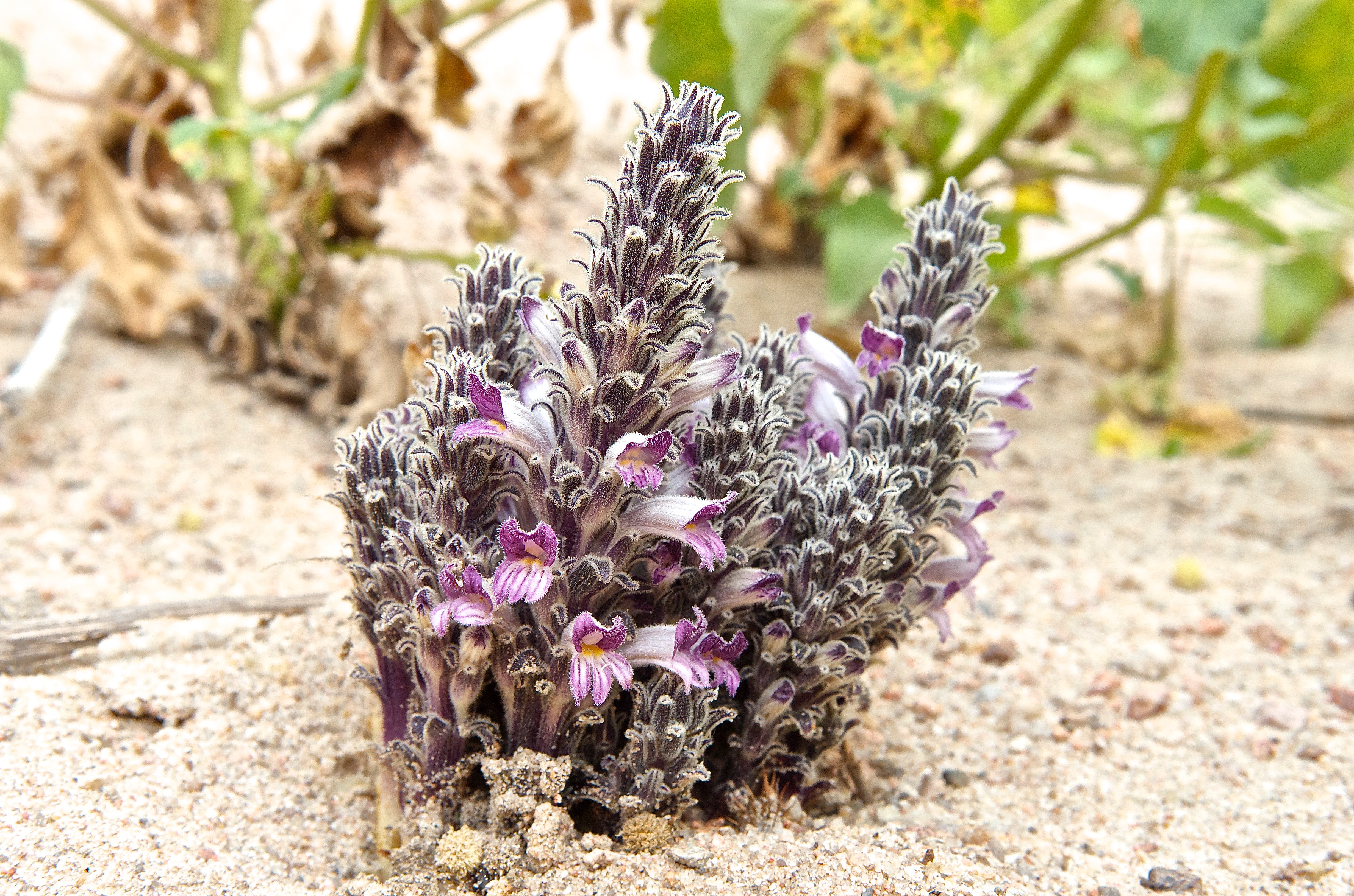 Clustered Broomrape (O. ludoviciana var. multiflora)