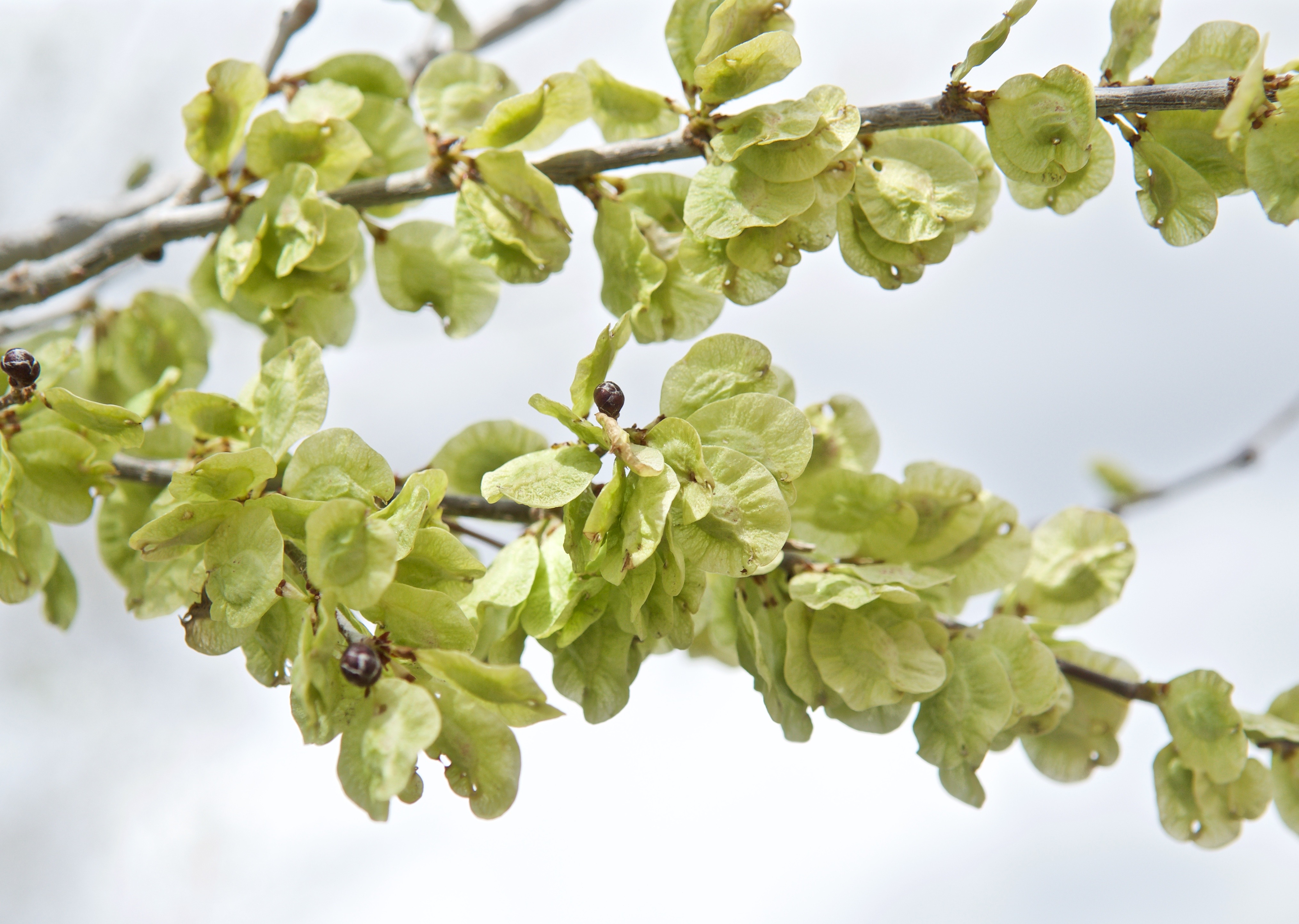 Elm Tree Seeds