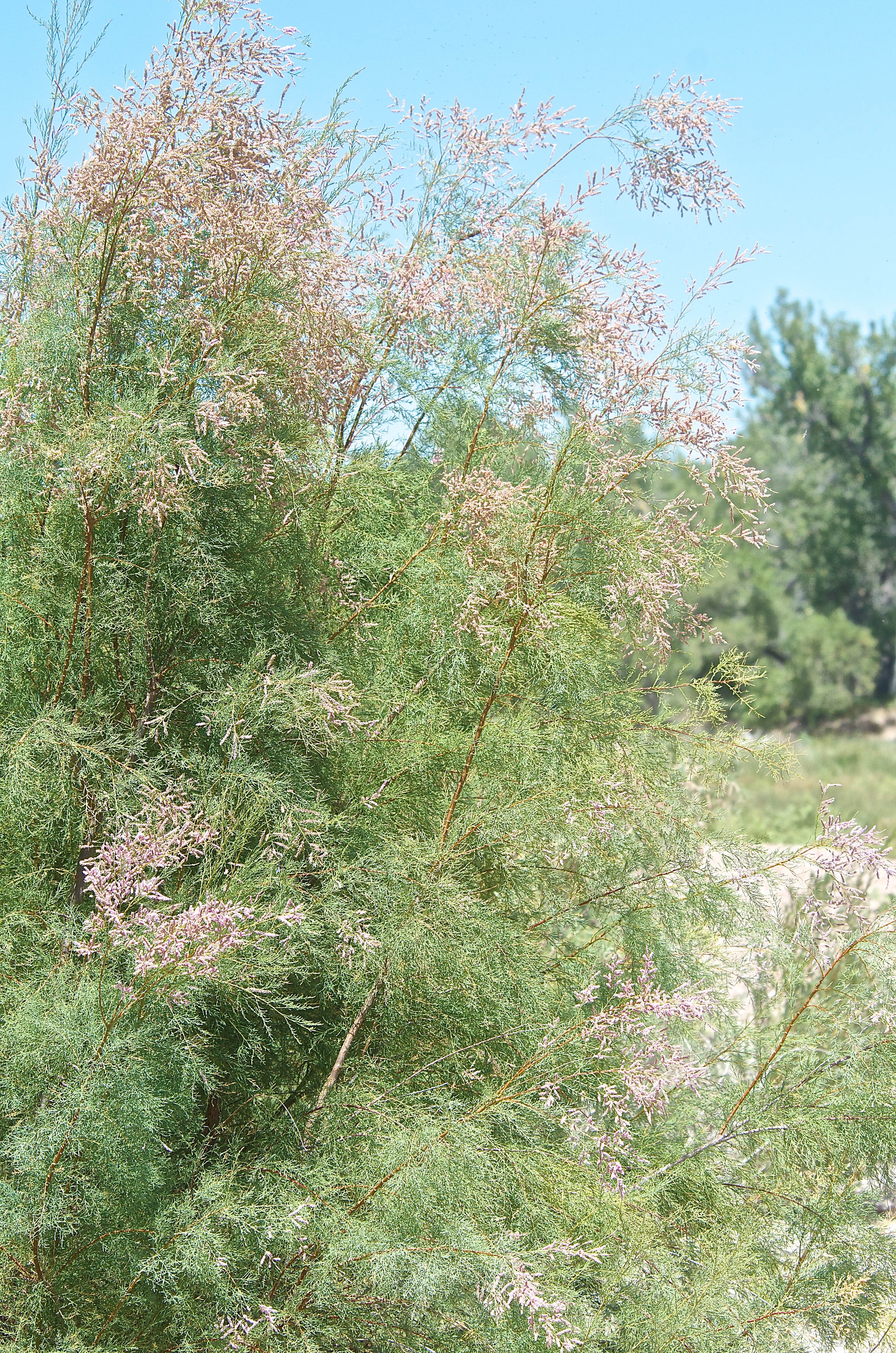 Tamarisk in Bloom