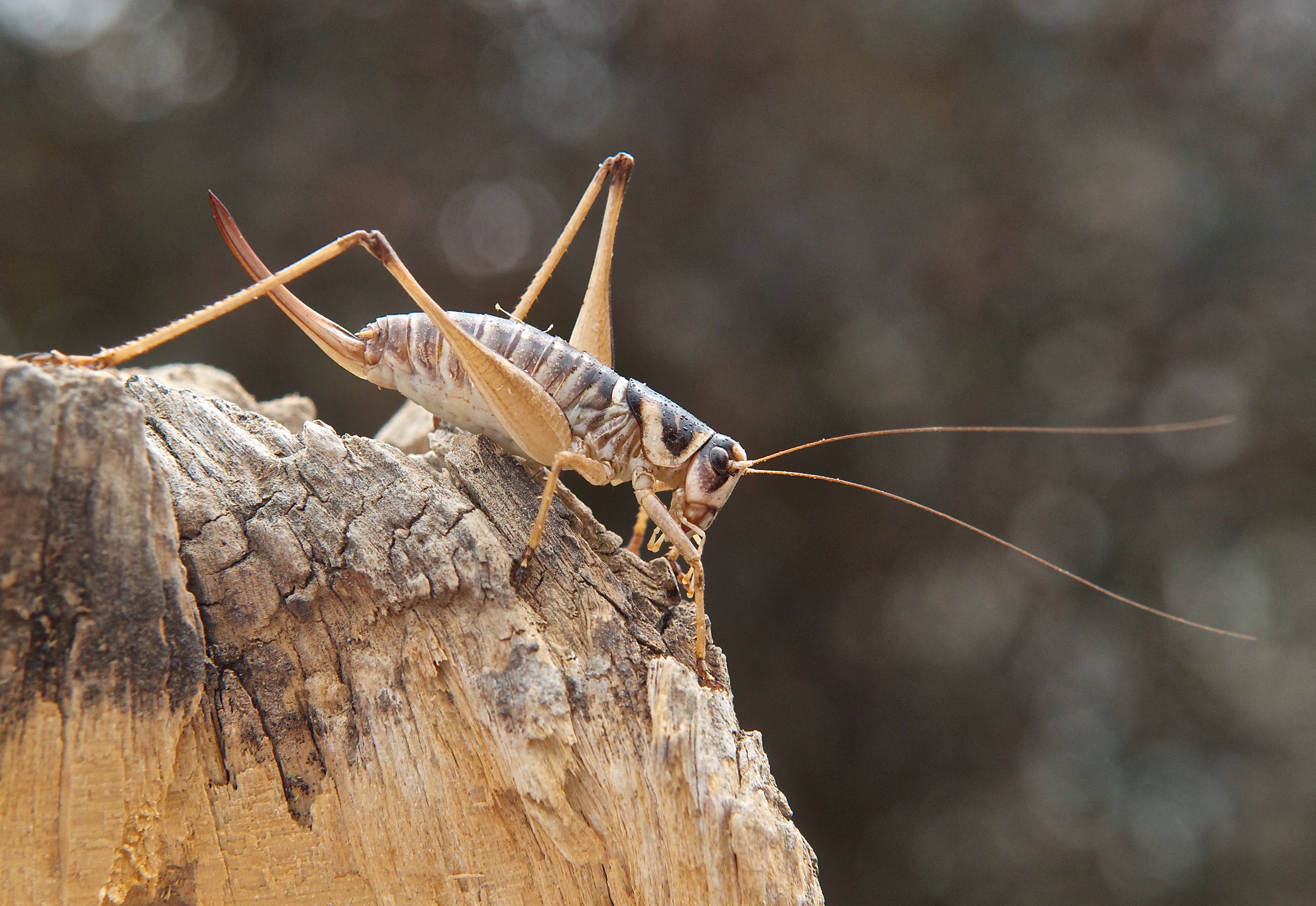 Shield-Backed Katydid ♀