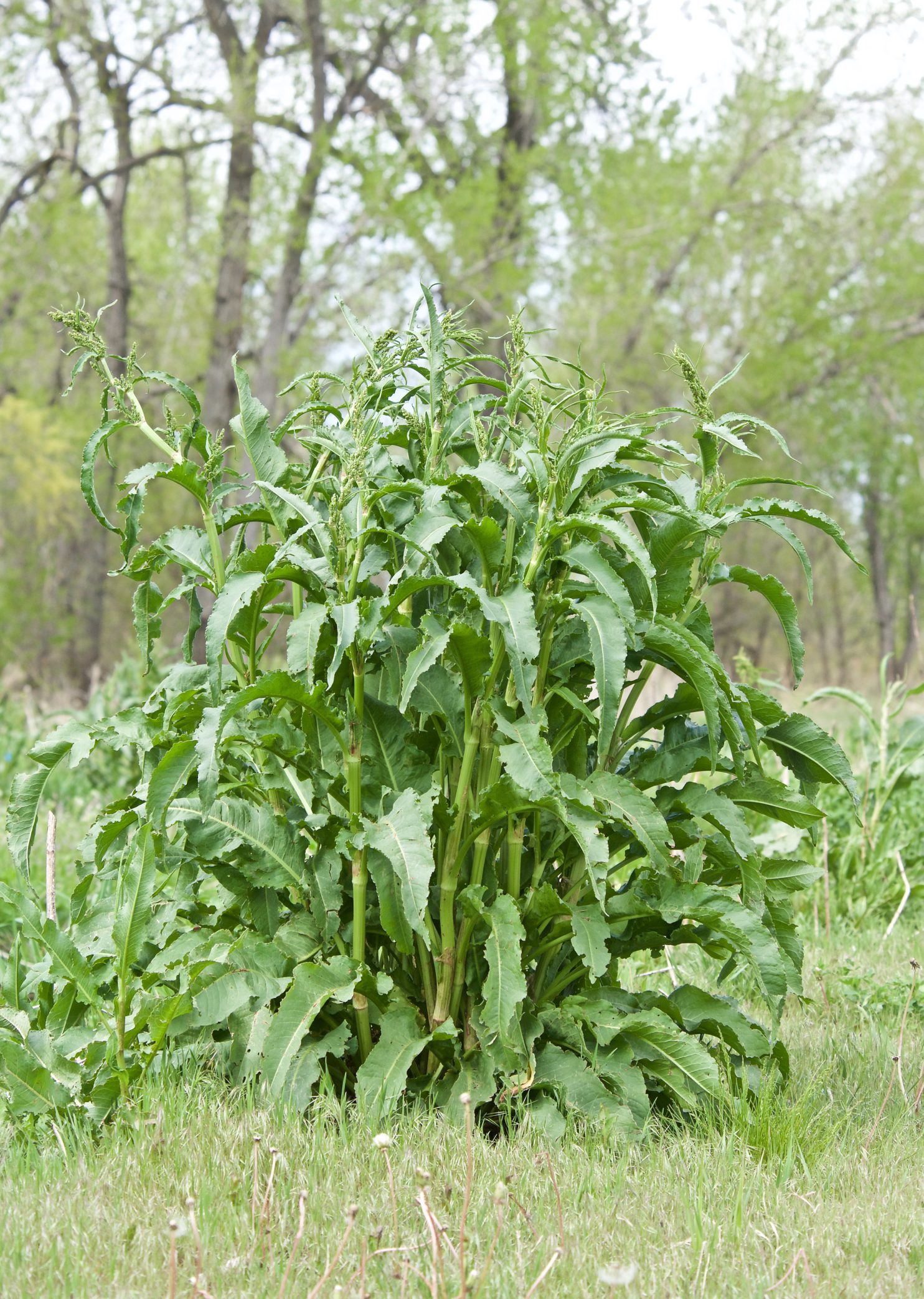 Curly Dock (Rumex crispus) Plants and Animals of