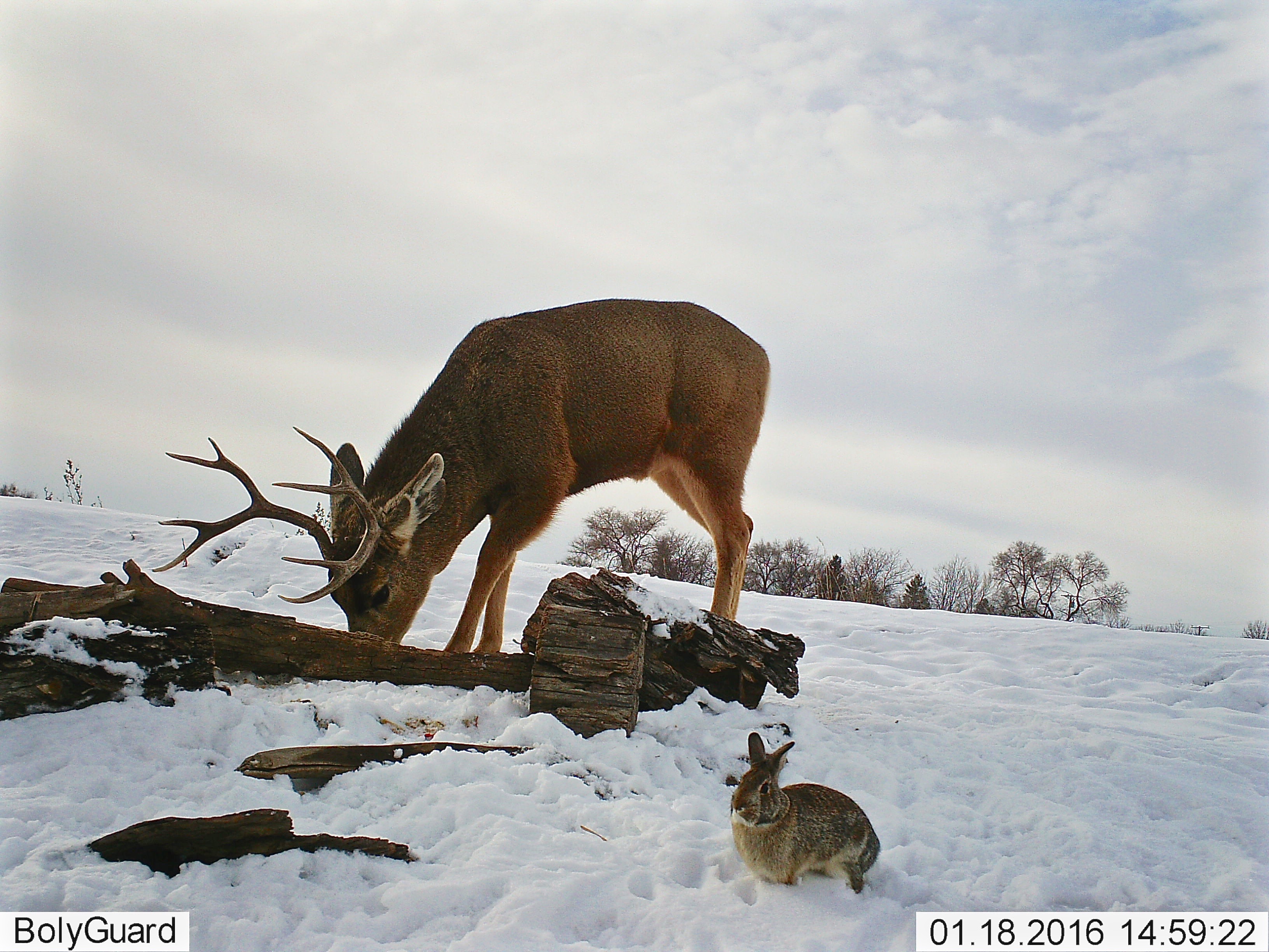 Mule Deer (Split Ear) and Rabbit