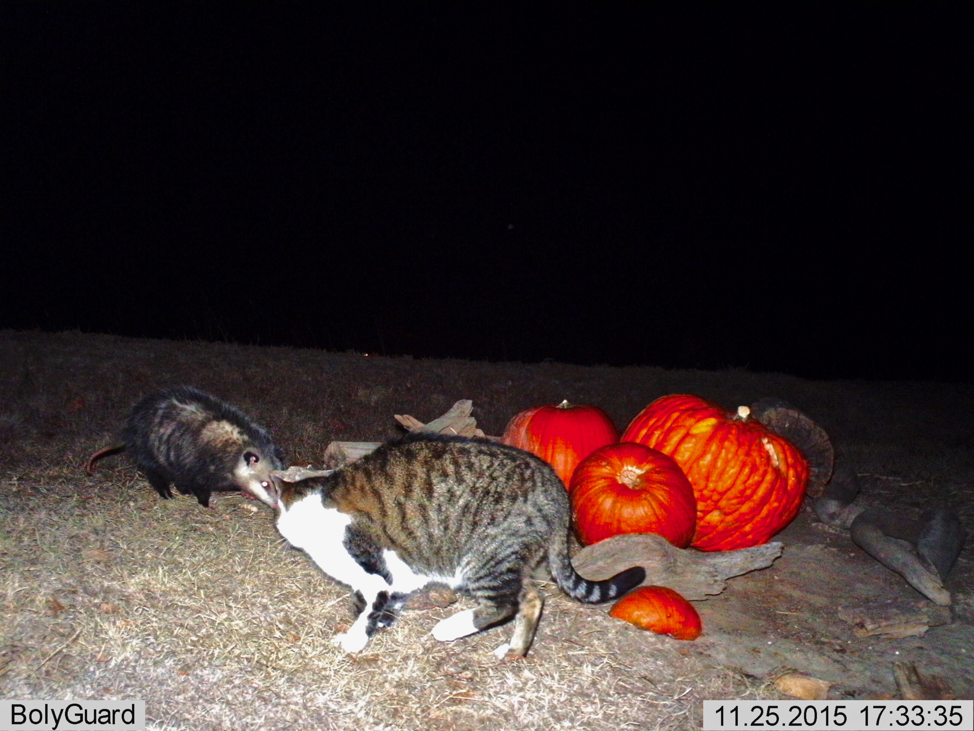 Opossum and Cat