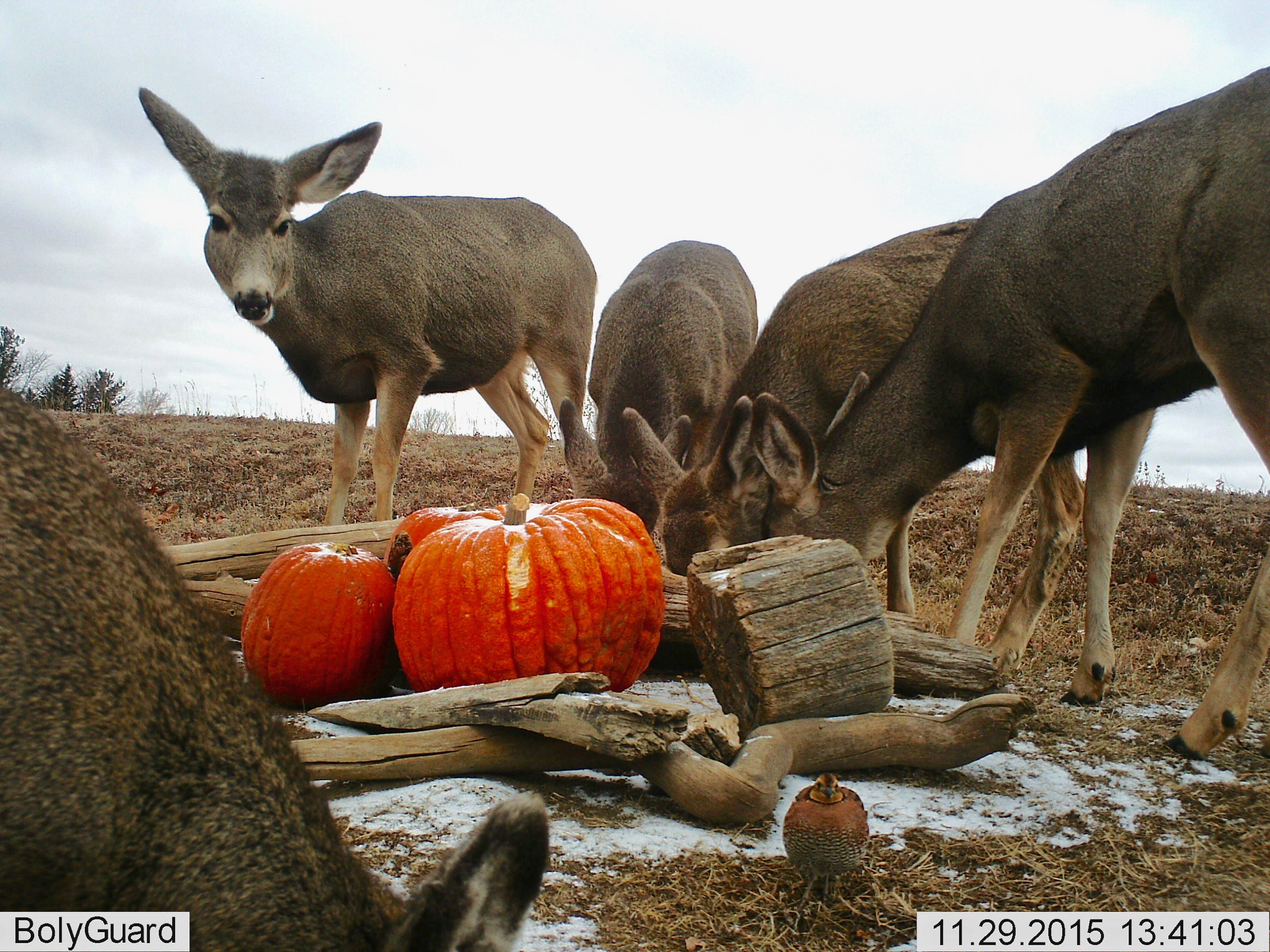 Bobwhite Quail among the Deer