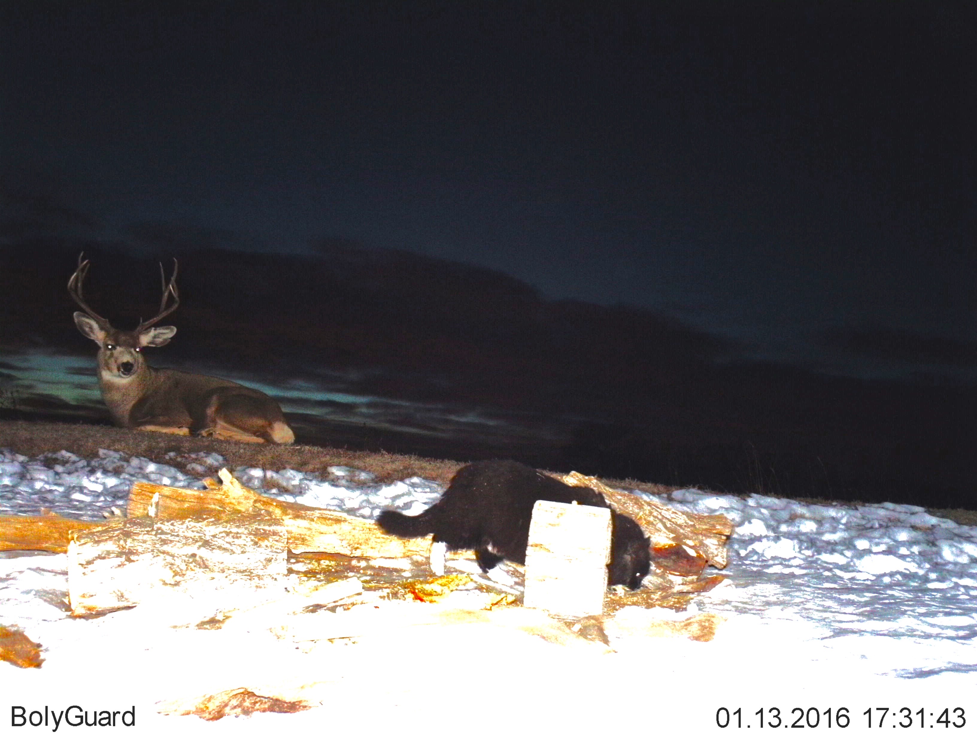 Split Ear (Mule Deer) and Cat