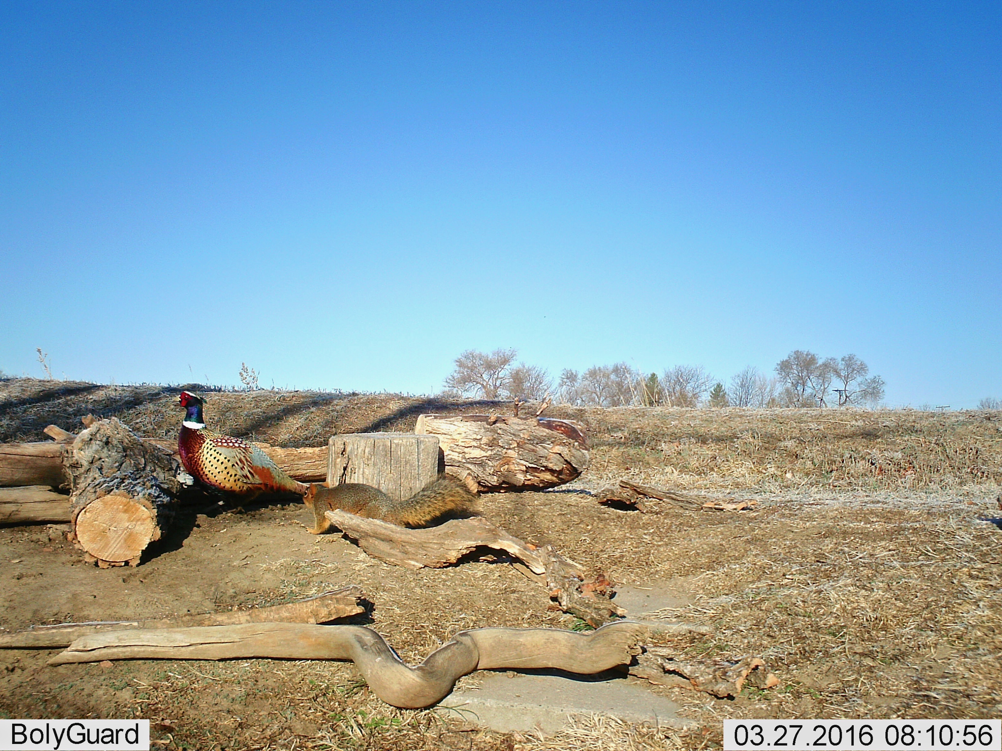 Pheasant and Squirrel