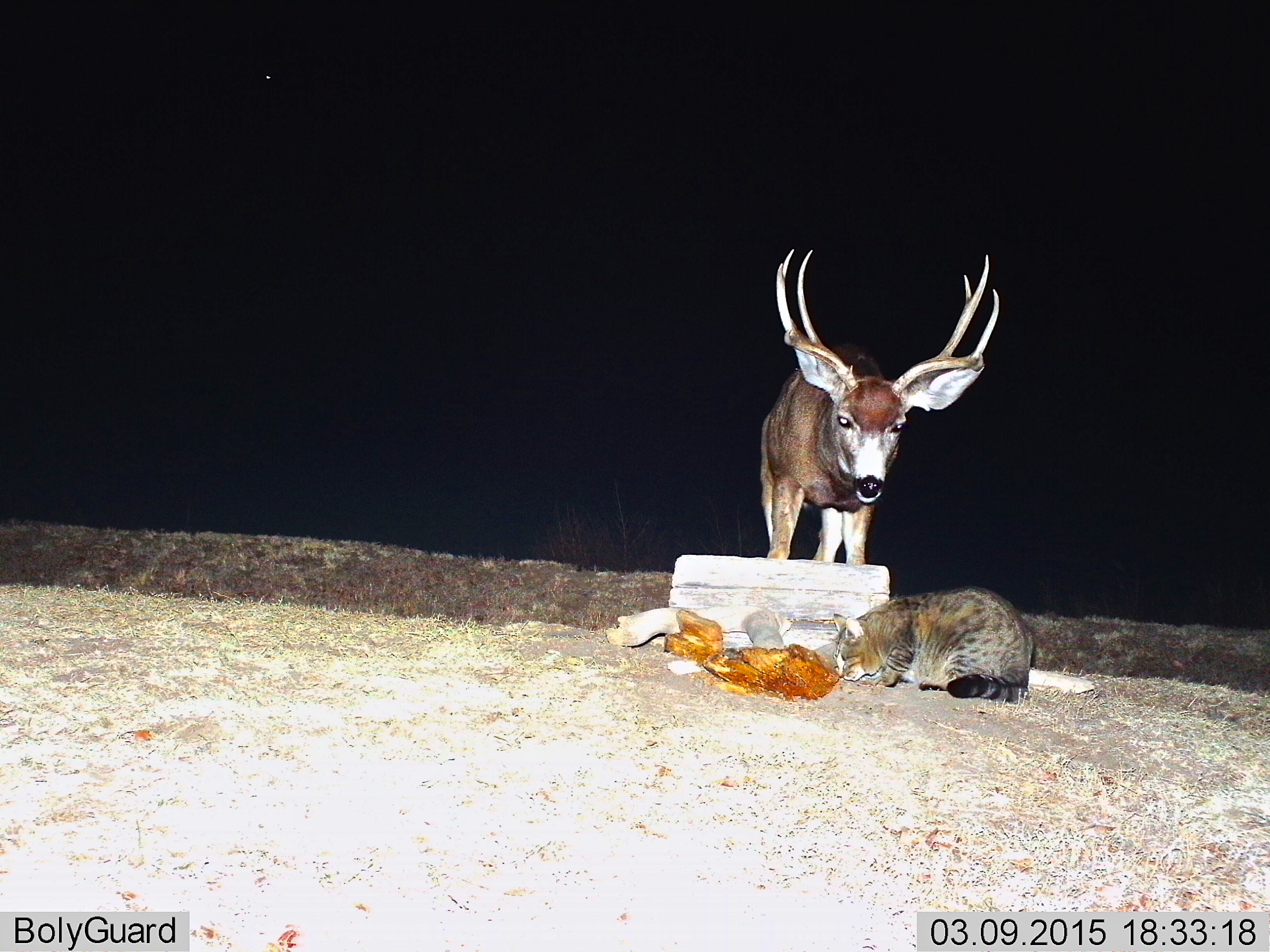 Mule Deer (Beanie Flip) and Cat