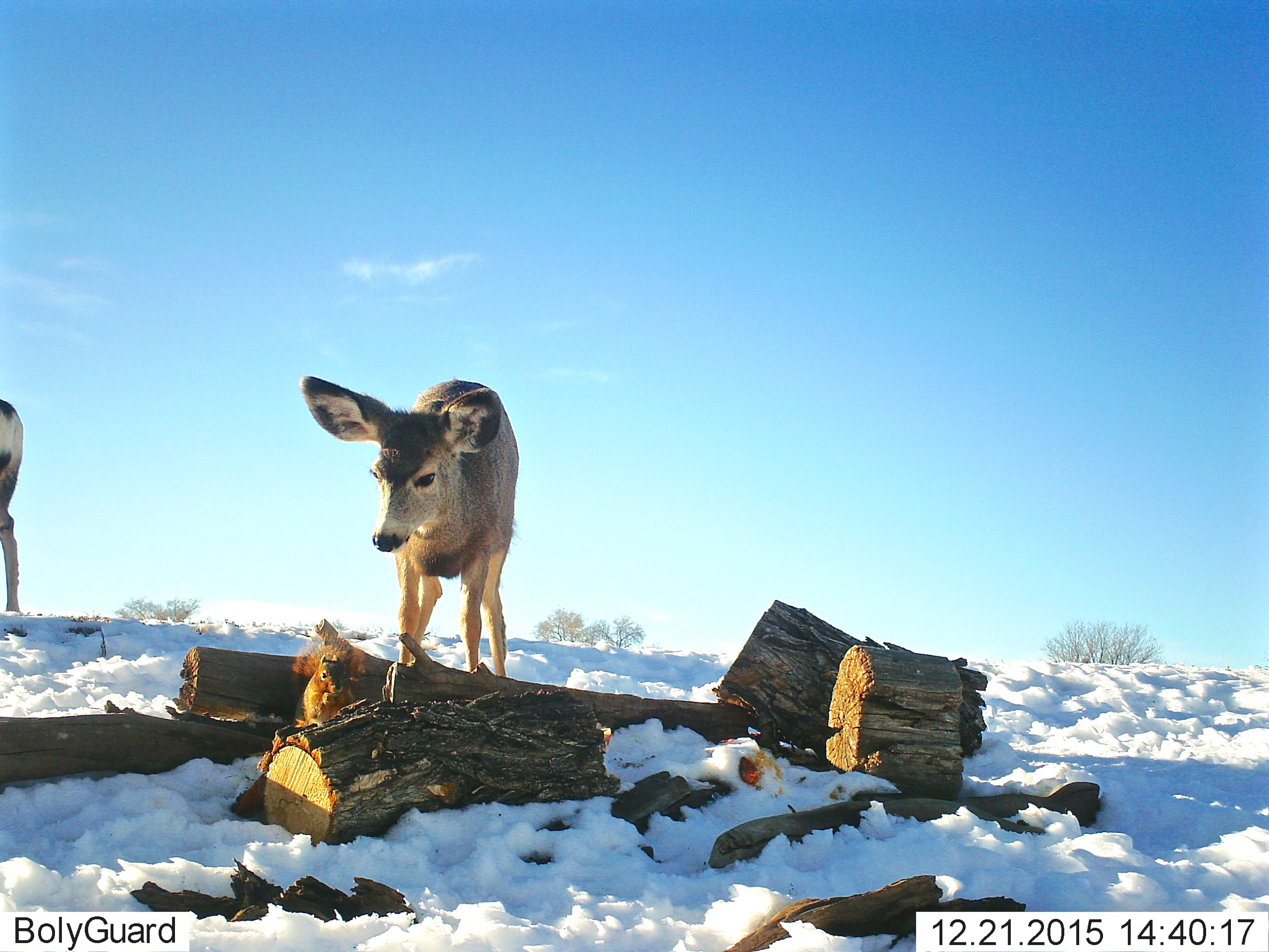 Mule Deer Eying Squirrel