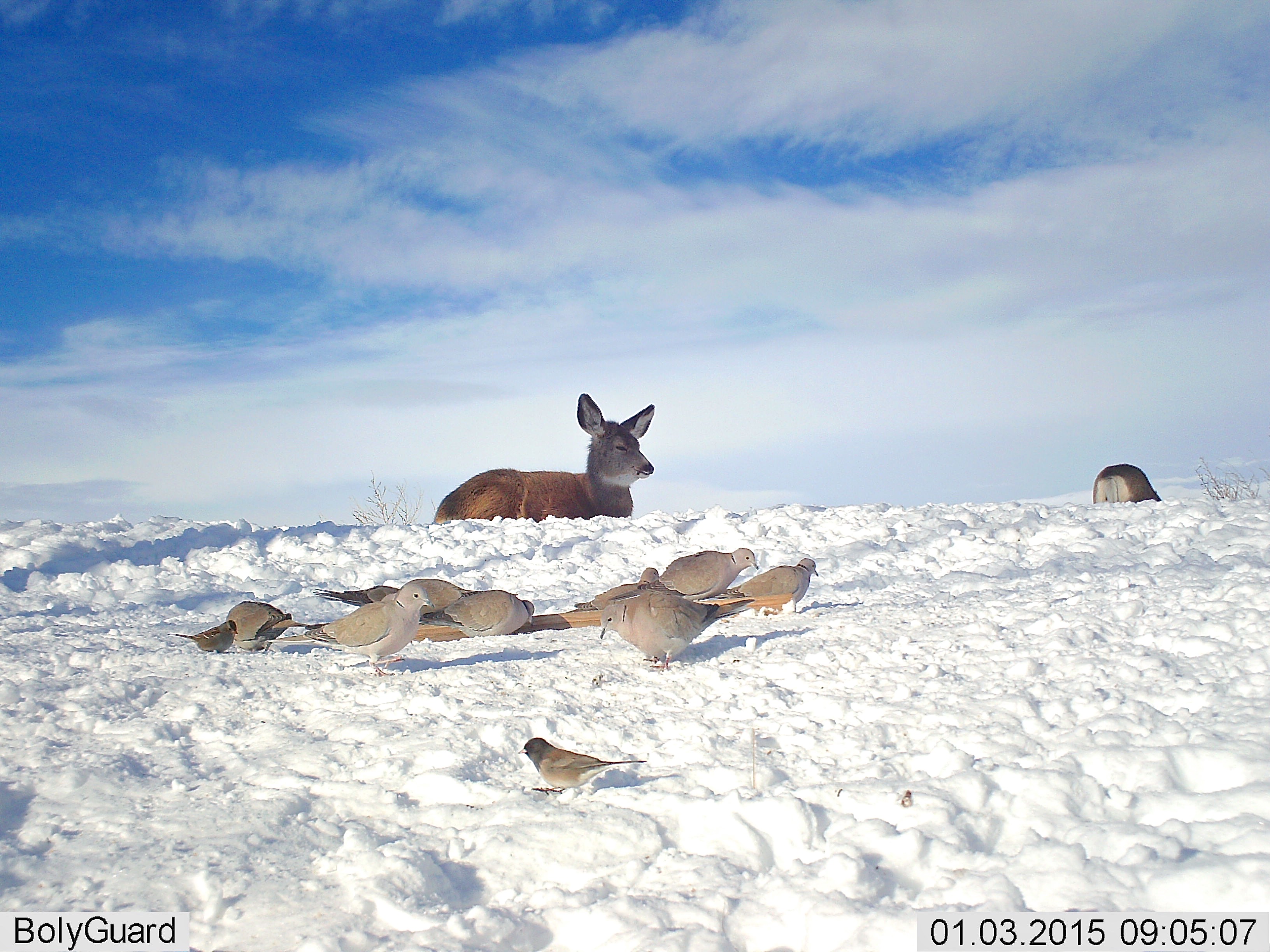 Collared Doves and Mule Deer