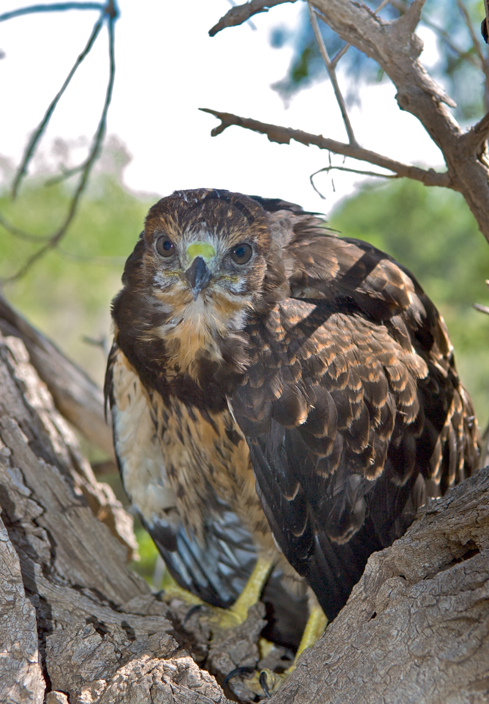 Sick Swainson's Hawk Fledgling