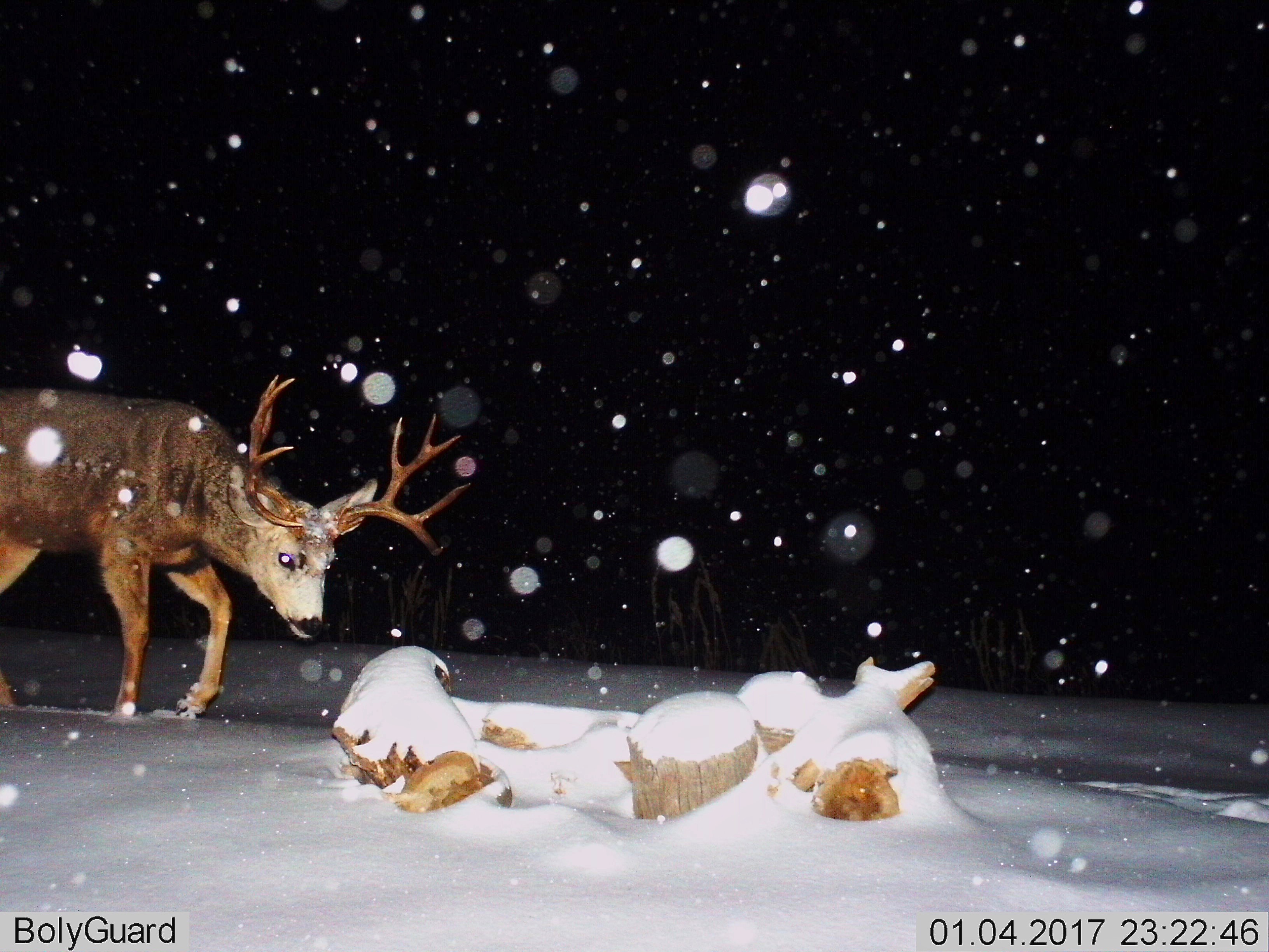 Mule Deer (5X5)