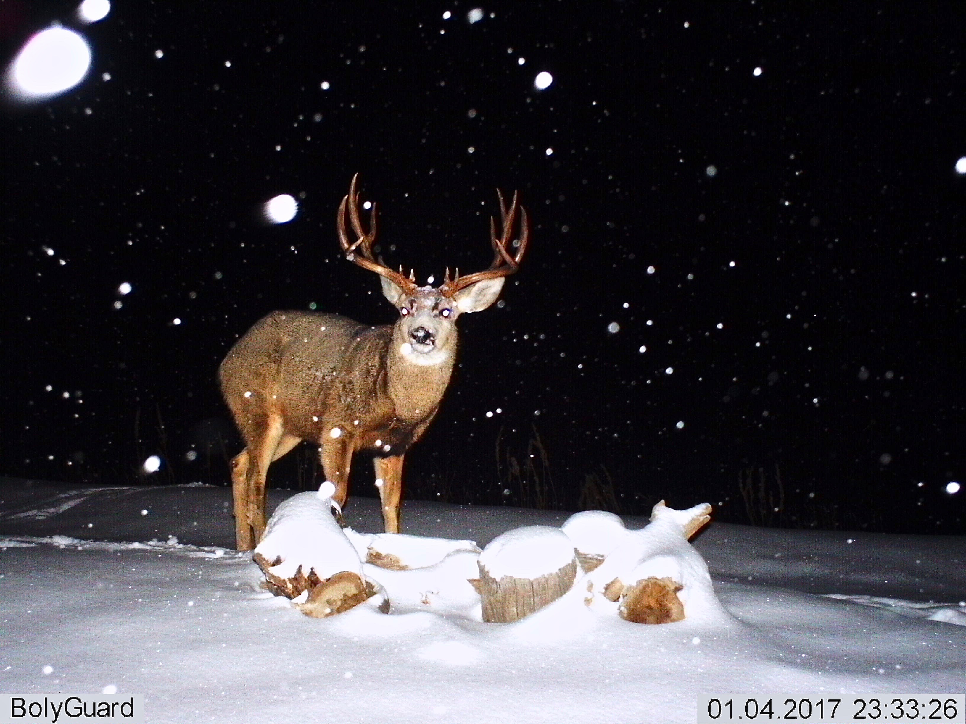 Mule Deer (5X5) (Four Spikes) (S)