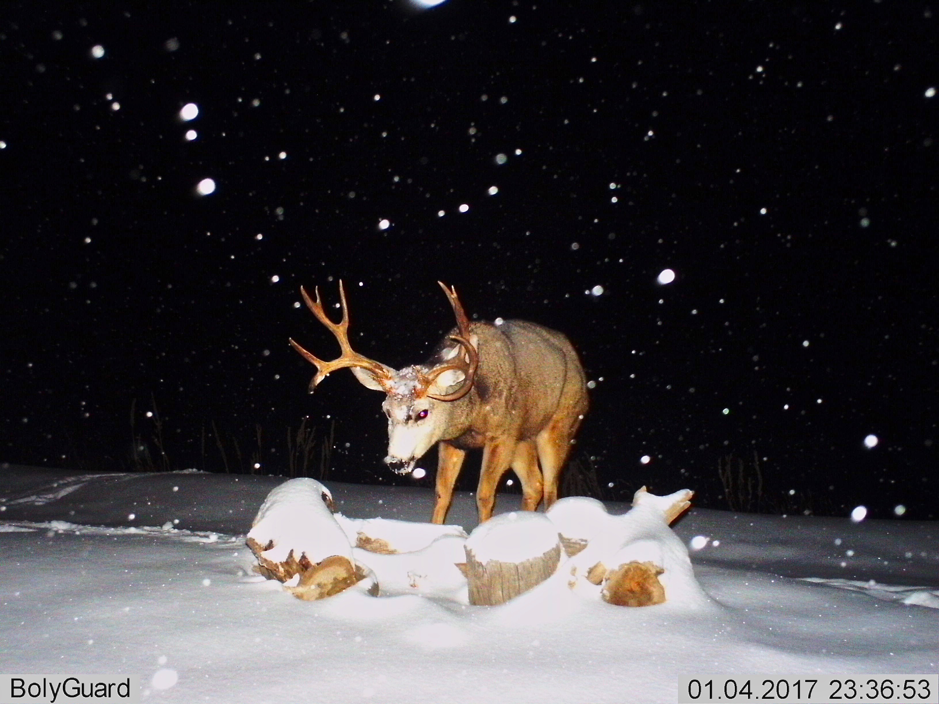 Mule Deer (5X5)