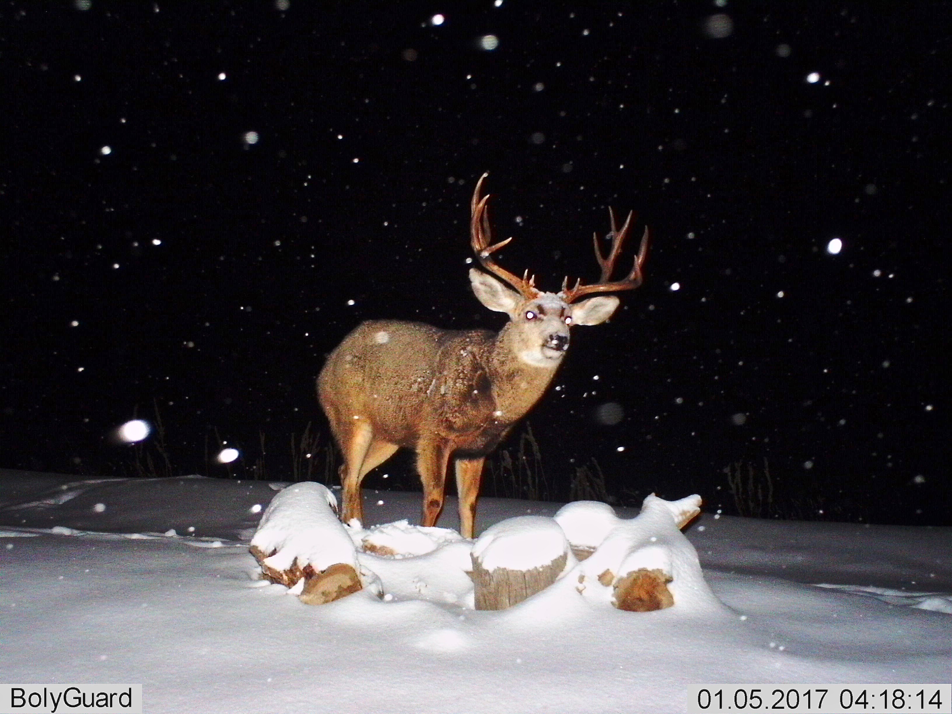 Mule Deer (5X5)