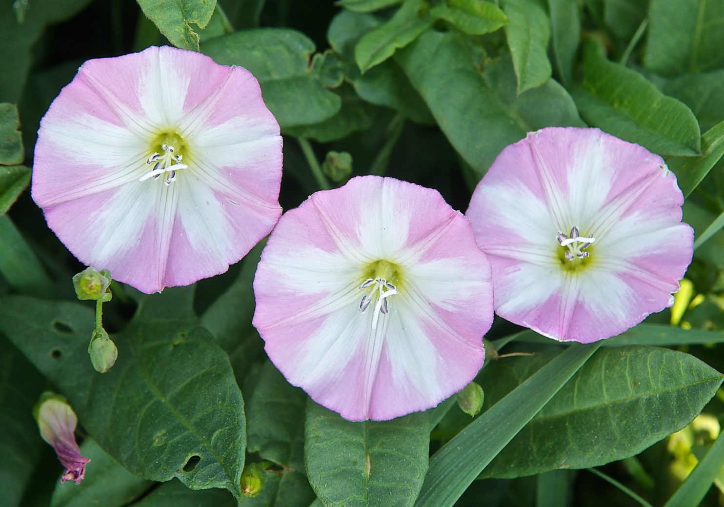 Field Bindweed (Convolvulus arvensis) Plants and Animals of Northeast