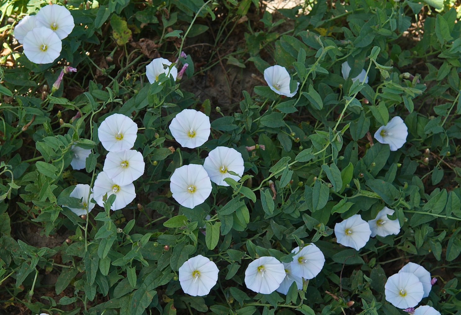 Field Bindweed (Convolvulus arvensis) Plants and Animals of Northeast