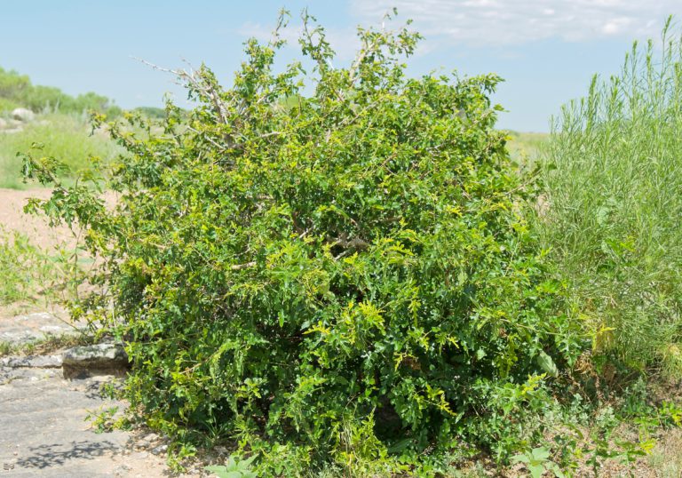 Scrub Oak Plants and Animals of Northeast Colorado