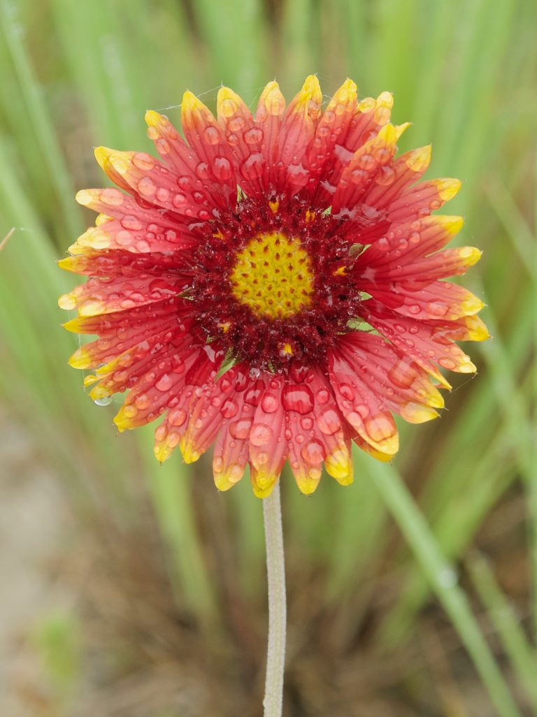 Indian Blanket Flower (Gaillardia pulchella) Plants and Animals of